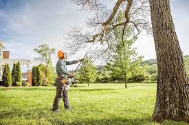 Professional Tree Removal and Landscaping Services in Bellaire, OH